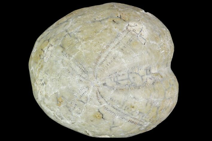 Fossil Echinoid (Washitaster) - Oklahoma #103632